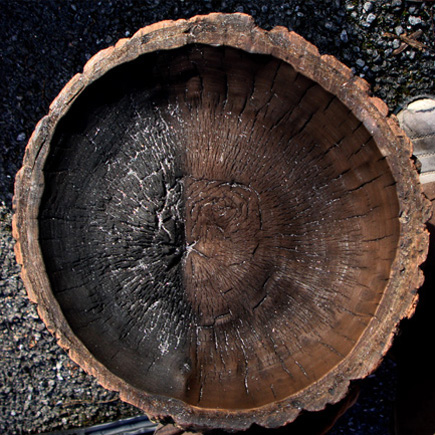 During the Cleaning Process, Pine Wood