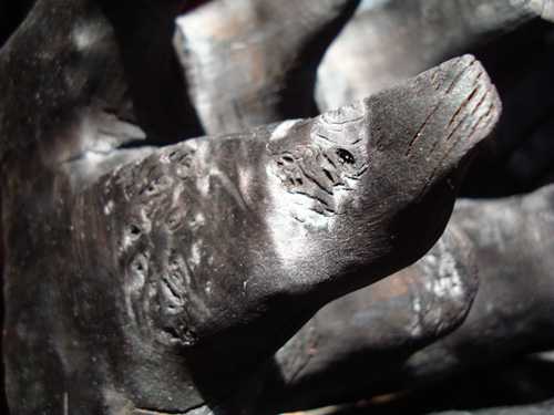 Close-up, Burnt Poplar