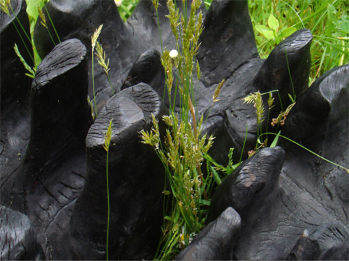 Close-up, Burnt Poplar